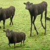 Cows & Cows & Cows