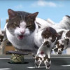 Kitty City