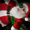 Xmas 2016